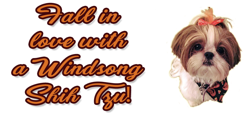 Shih Tzu Puppies For Sale In Massachusetts And New - Chinese Imperial Dog (936x388), Png Download