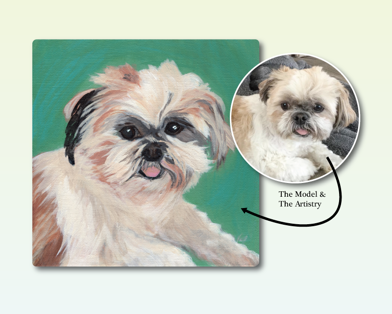 Timmy Maltese Shih Tzu - Art (800x640), Png Download