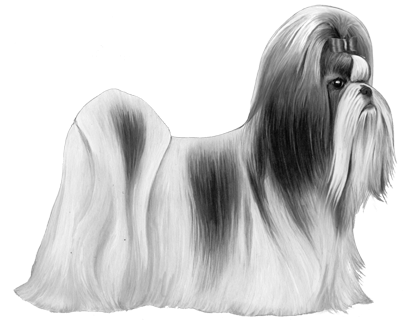 Shih Tzu - B&w - Shih Tzu (450x360), Png Download