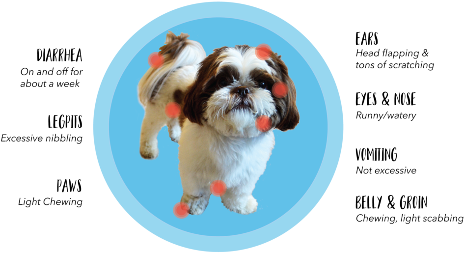 Chart Locating Parts Of The Dog Affected By Allergy - Löwchen (1024x556), Png Download