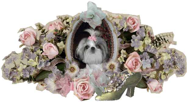 Teacup Shih Tzu Breeder & Puppies For Sale In California - Shih Tzu (614x335), Png Download