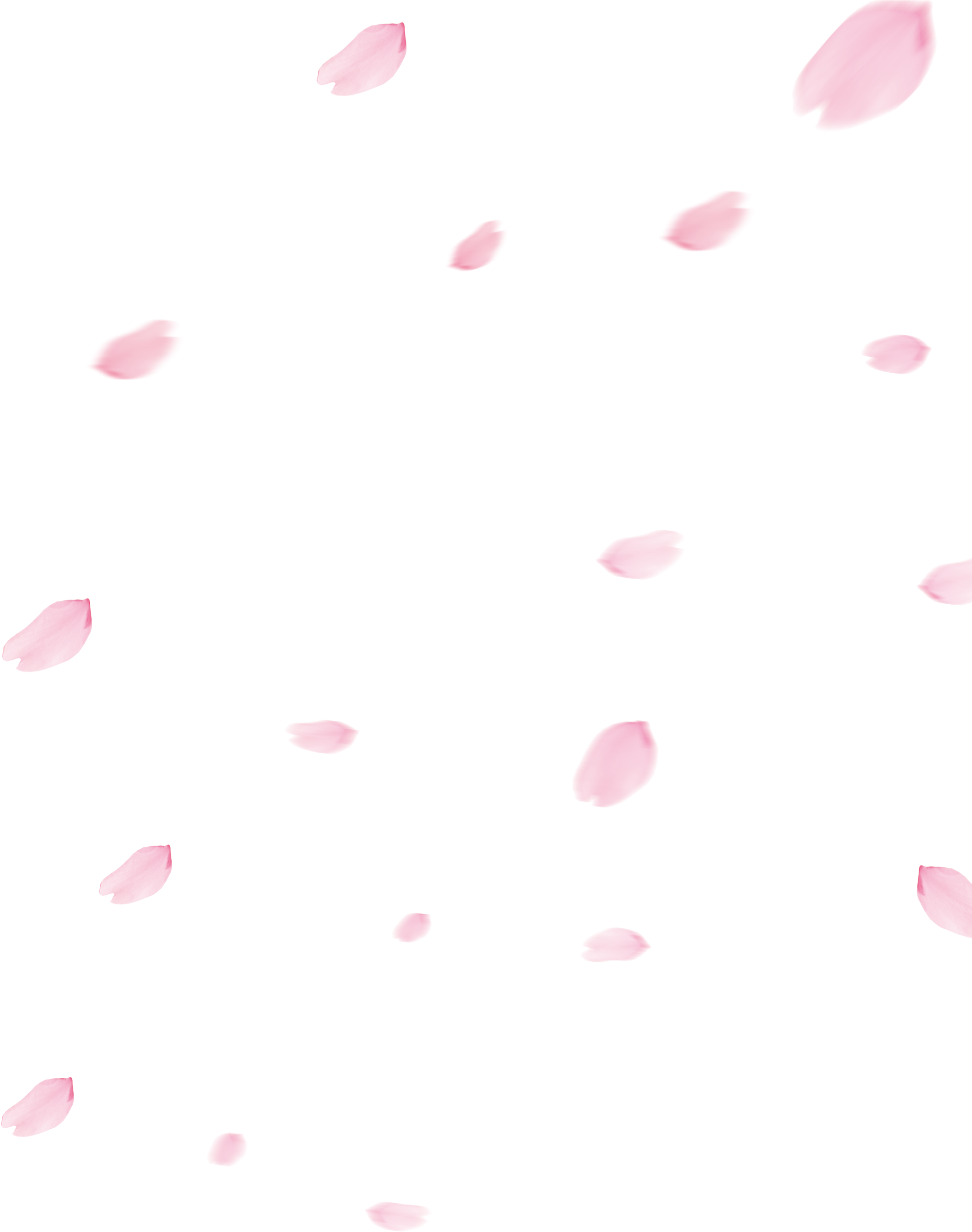 Picture Transparent Library Cherry Blossom Flower - Sakura No Hanabiratachi (2480x3366), Png Download