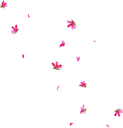 Sakura Flower Png Jpg Transparent Stock - Rain Of Flowers Png (421x436), Png Download