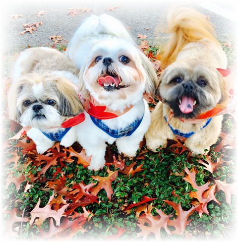 Dog (480x488), Png Download