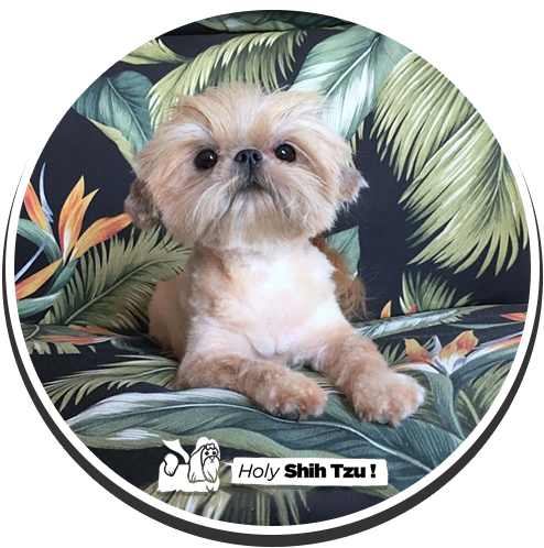 Dee's Lifes Lil' Journey - Chinese Imperial Dog (500x500), Png Download