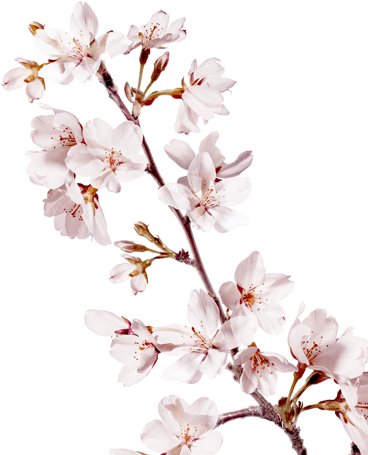 Cherry Blossom Branch Png (922x1024), Png Download
