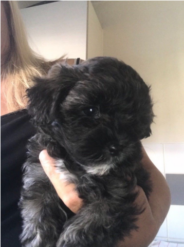 Shih Tzu - Shih-poo (640x480), Png Download