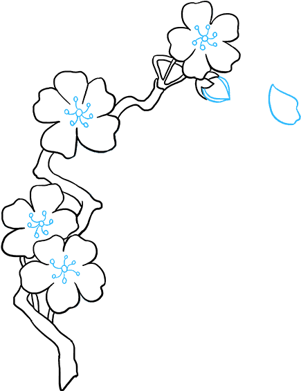 How To Draw Cherry Blossoms - Cherry Blossom (680x678), Png Download