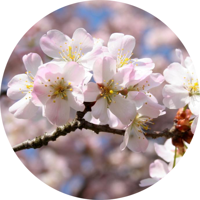 Sakura Massage Oil - Mg 14/28 (688x688), Png Download