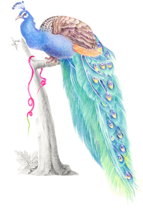Feather Watercolor Painting Peafowl - رسم ريش طاووس بالرصاص (658x1123), Png Download