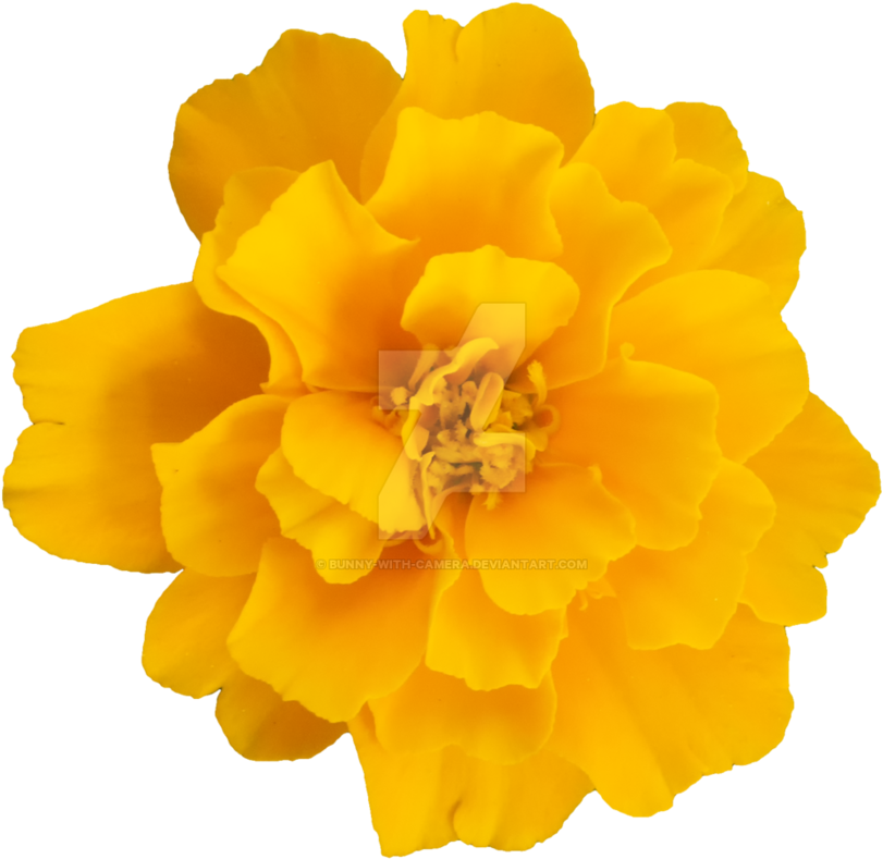 Flowers Clipart Camera - Yellow Flower Transparent (894x894), Png Download
