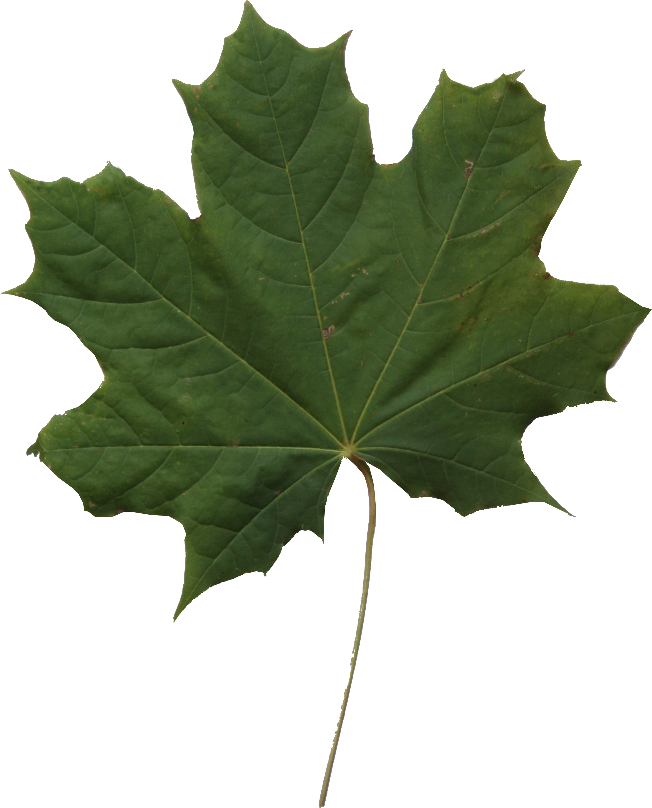 Leaf Texture Png - Lönn Träd (2304x3456), Png Download