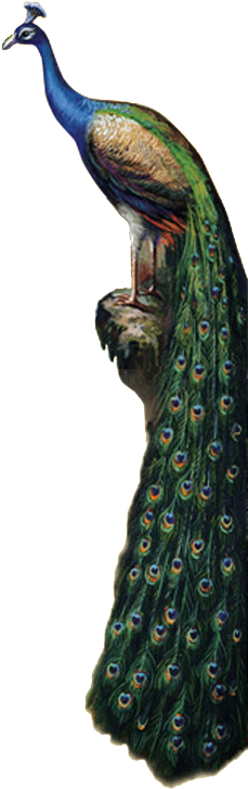 Peacock - Peafowl (235x753), Png Download