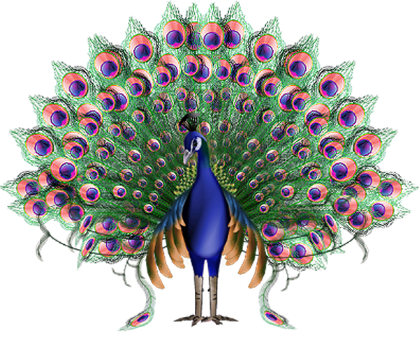 Download - Peacock Png (600x503), Png Download