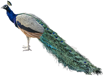 Awesome Background Home Peacock Png - Peafowl (450x299), Png Download