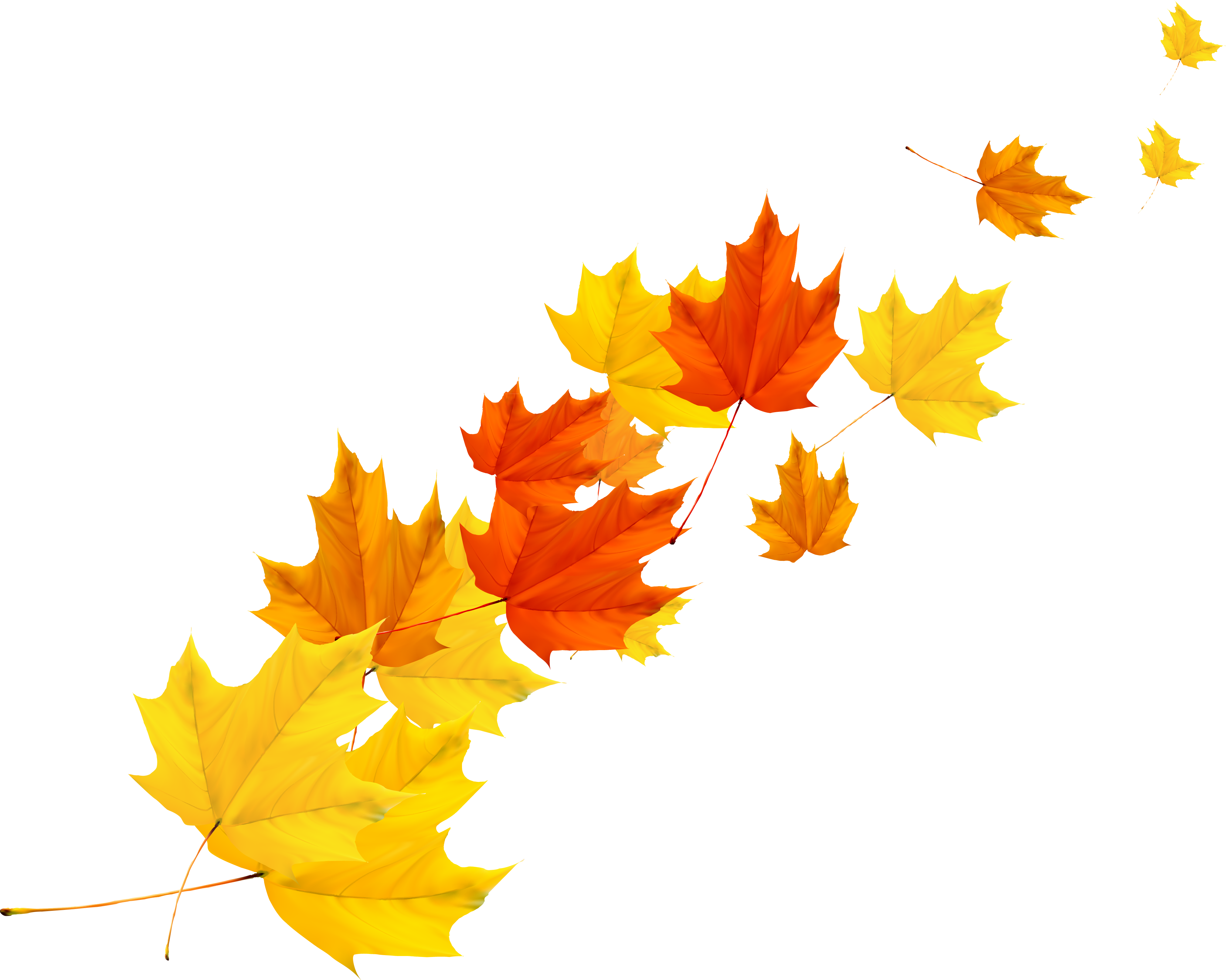 Autumn Transprent Png Free Download Plant Petal - Autumn Leaf Vector Png (4039x3229), Png Download