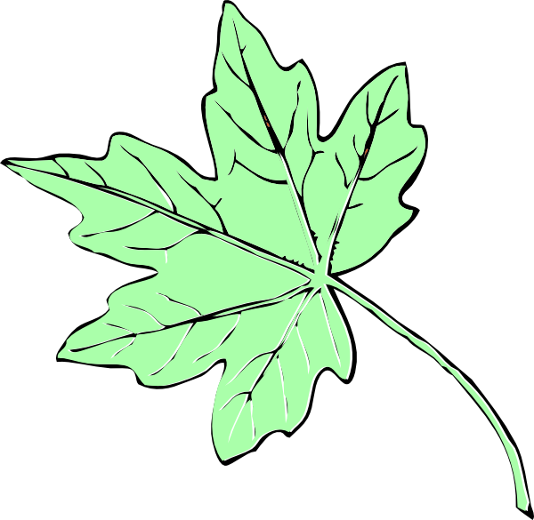 How To Set Use Light Green Maple Leaf Clipart (600x585), Png Download