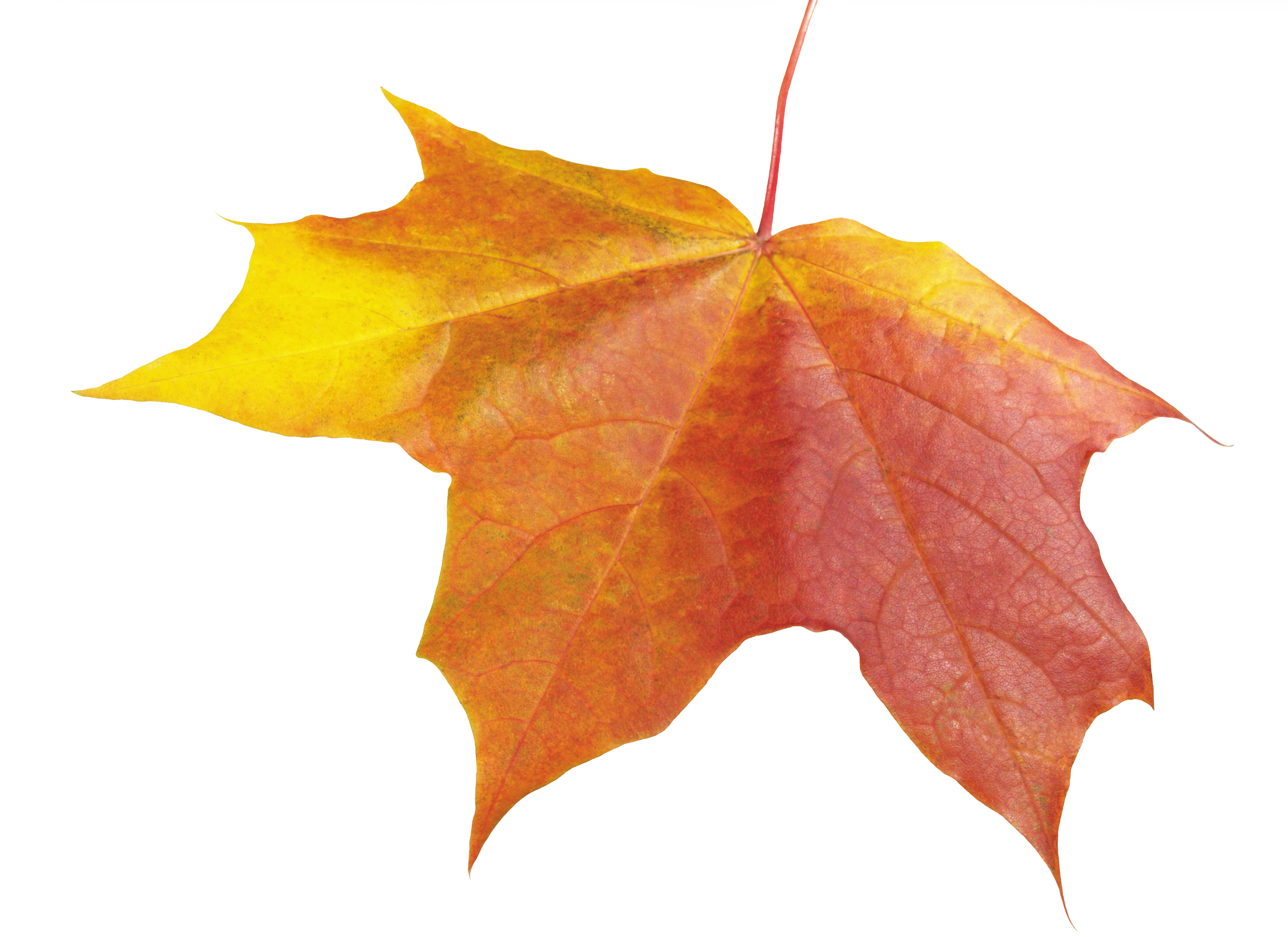 Leaf, Autumn, Spring, Winter, Seasons, Leaf, Png Png - Autumn Leaves One (3311x2409), Png Download