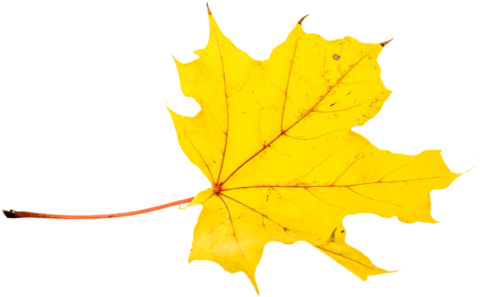 Autumn Yellow Leaf Png - Transparent Fall Maple Leaves Clipart (1280x853), Png Download