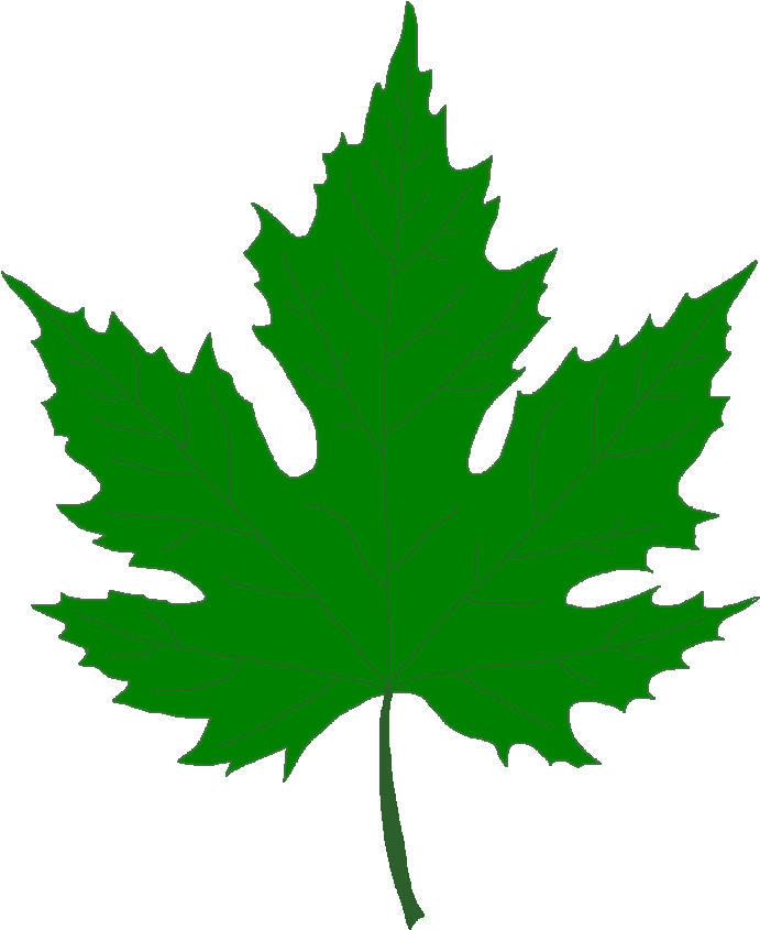 Silver Maple Tree - Green Maple Leaf Png (737x885), Png Download
