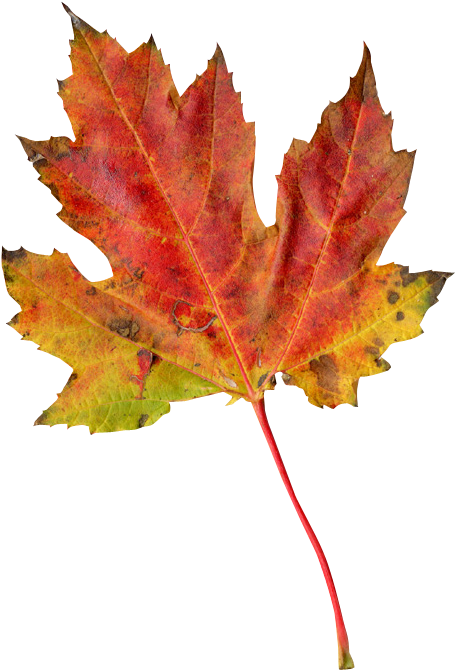 Autumn Leaf Png Transparent Image - Acorn Autumn Leaf (709x720), Png Download