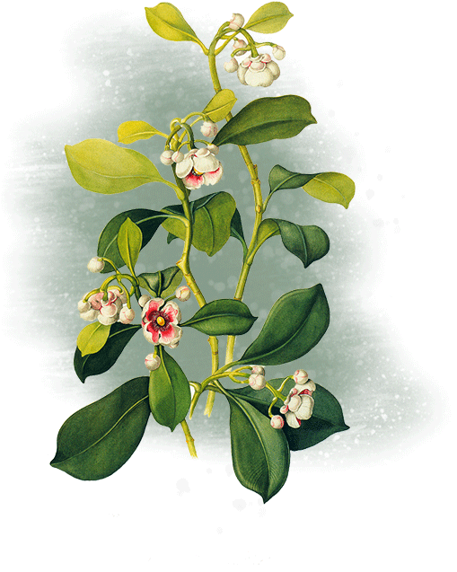Margaret Mee - Moonflower - Png - Arctostaphylos Uva-ursi (518x642), Png Download