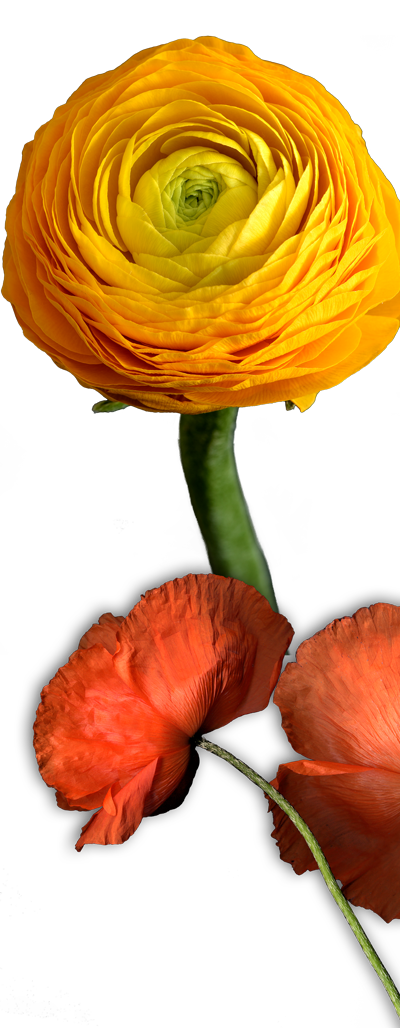 /marion-bay/ - Persian Buttercup (400x1028), Png Download