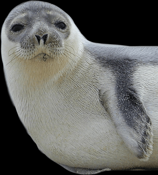 Complete Animal Free Png Collection, Free Pngs Has - Harbor Seal (550x608), Png Download