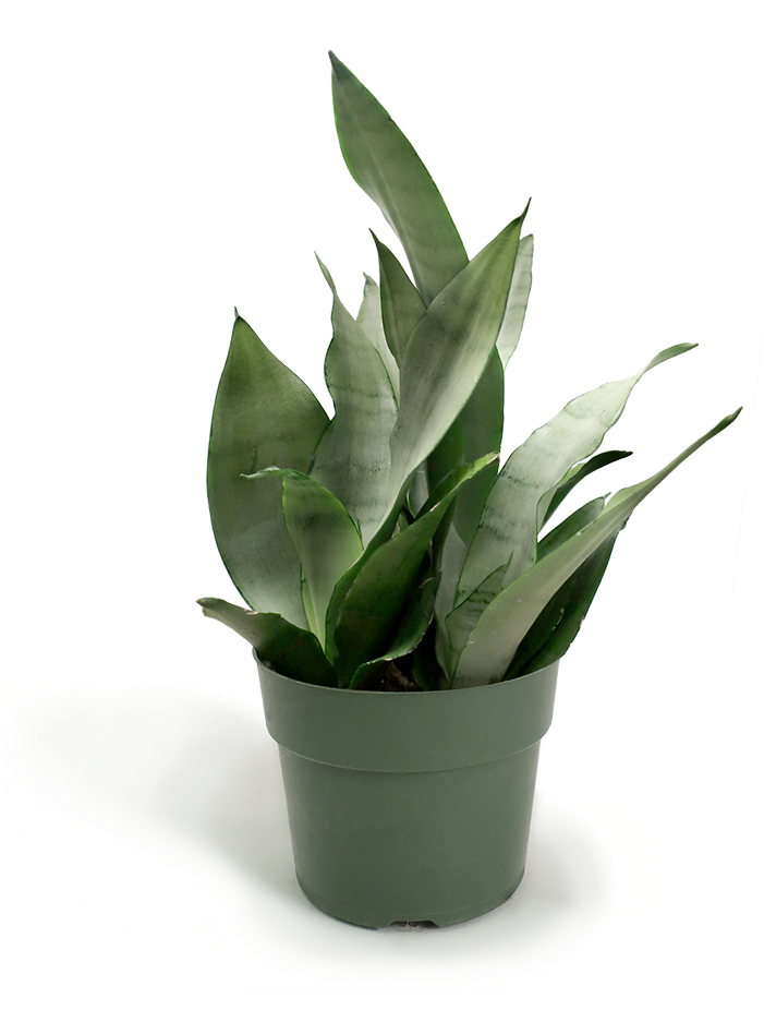 Sansevieria Moonshine Small - Sansevieria (700x950), Png Download