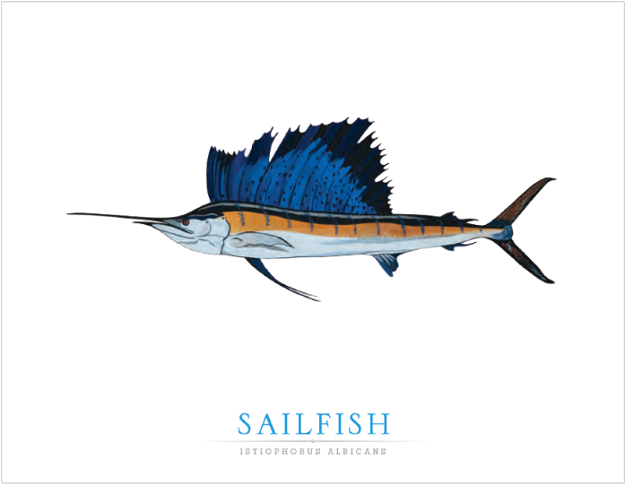 Atlantic Blue Marlin (800x1000), Png Download