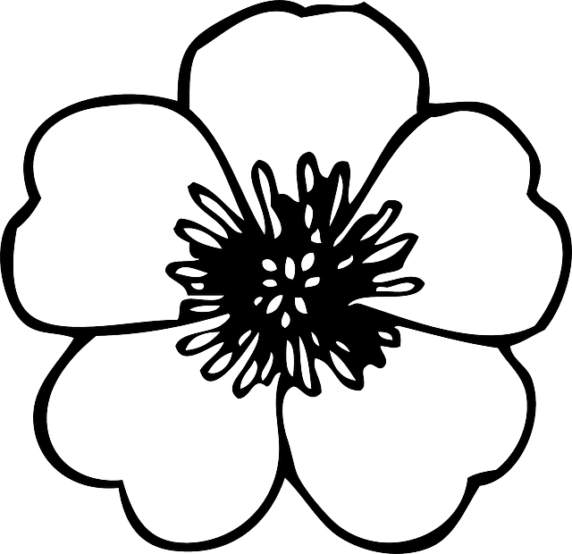 Poppy Flower Coloring Page (640x620), Png Download