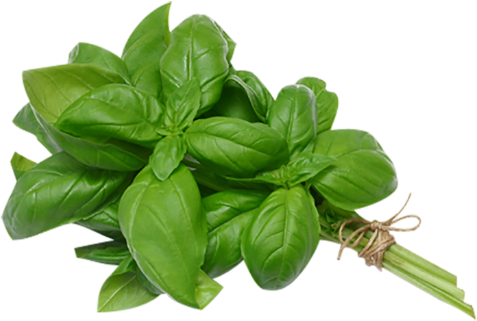 Bunch Basil Leaves - Basil Translate To Spanish (700x700), Png Download
