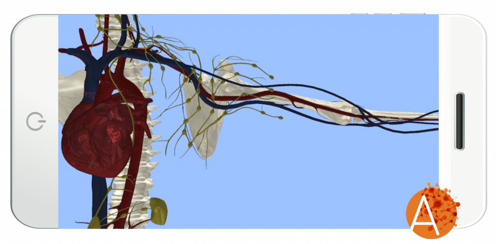 External View - Circulatory System (1024x504), Png Download