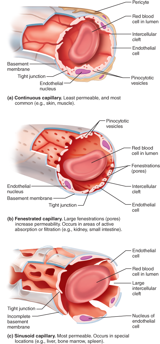 Types Of Blood Vessels Circulatory System, Blood Vessels, - Sinusoidal Capillaries (554x1171), Png Download