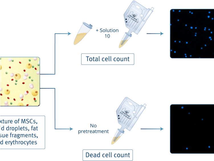 Figure 2 Accurate Counting Of Adipose Derived Mscs - Diagram (750x600), Png Download