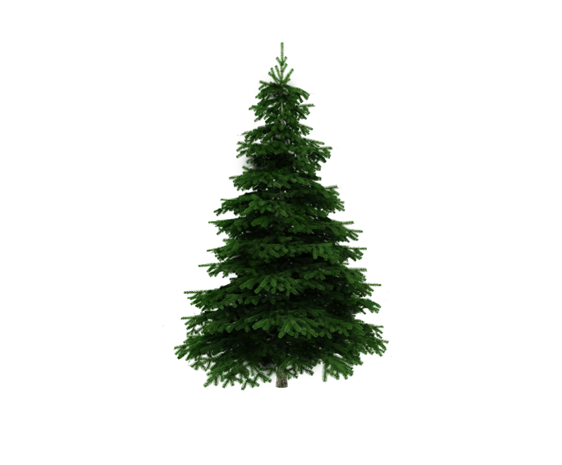 Undecorated Tree - Live Vs Artificial Tree (800x700), Png Download