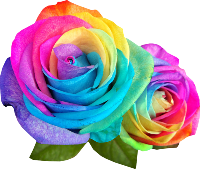 Rainbow Multicolor Flowers - Rainbow Rose Png (650x550), Png Download
