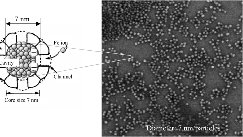 Sem Image Of Deposited Fe 2 O 3 Core After Protein - Iron (850x479), Png Download