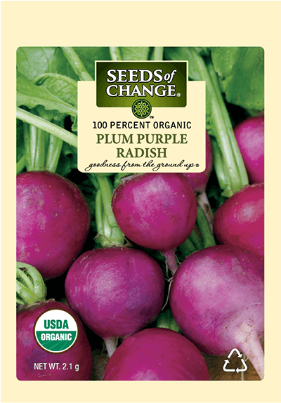 Organic Plum Purple Radish Seeds - Seeds Of Change 21076 Organic Zesty Cln Quinoa Blend (573x573), Png Download
