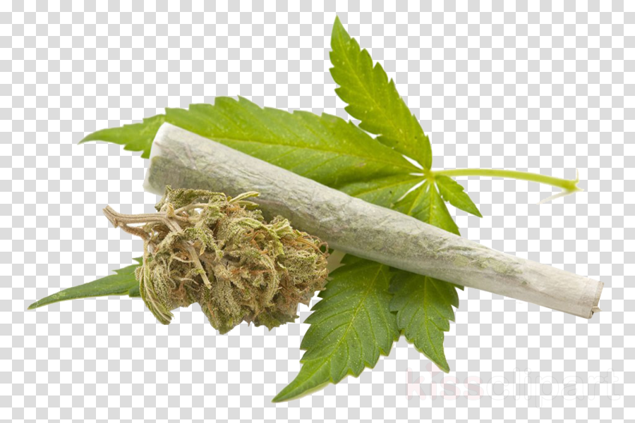 Cannabis Png Clipart Cannabis Smoking - Cannabis Drug (900x600), Png Download