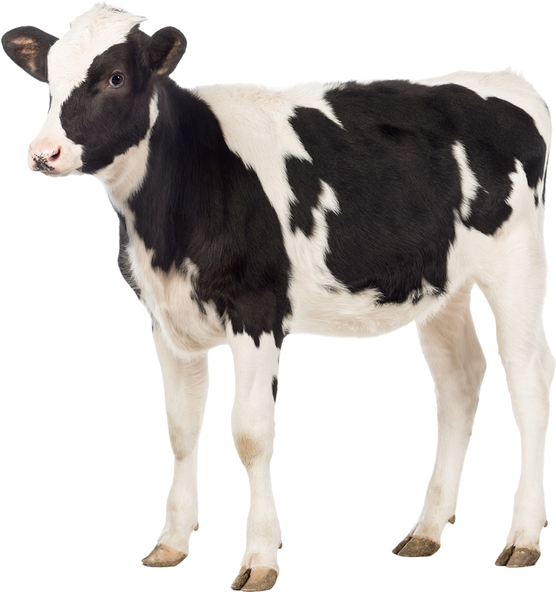 Whole Milk Calf Milk Replacer (920x834), Png Download