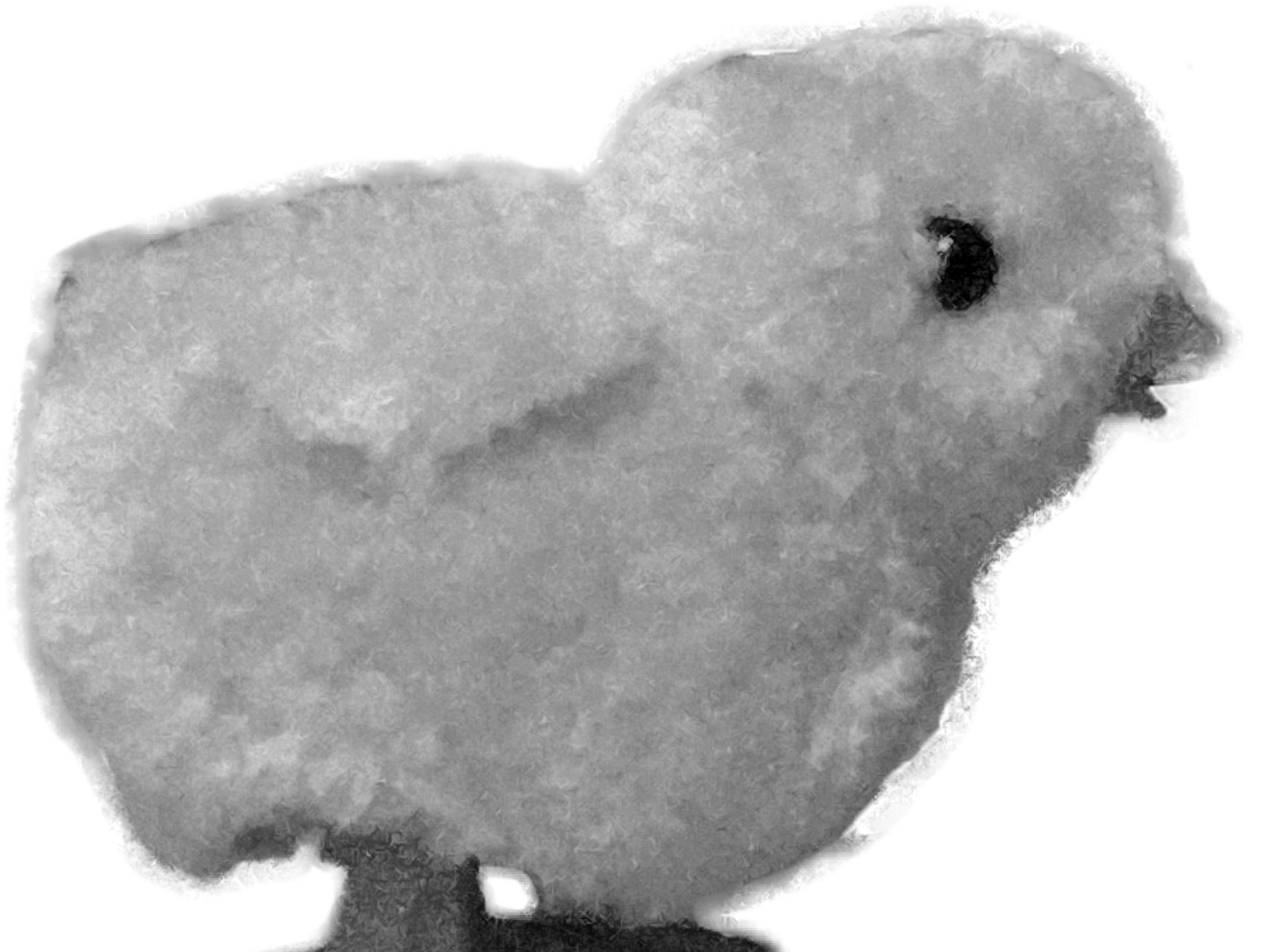 Owl (2500x1689), Png Download