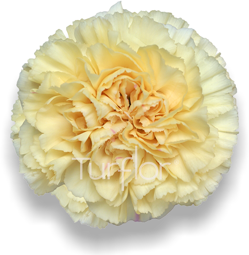 Natalia Ca Png Gold Carnations - Carnation (652x532), Png Download