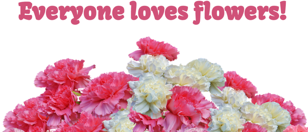 Vdaycarnation - Carnations Flower Transparent (1000x500), Png Download