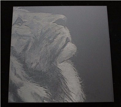 Lion Etch Resized - Lion (1050x350), Png Download