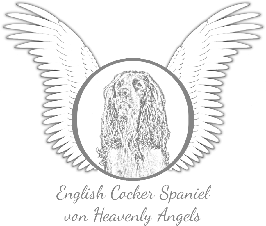 Png Free Download Angels Drawing Heavenly - English Cocker Spaniel (1280x1280), Png Download