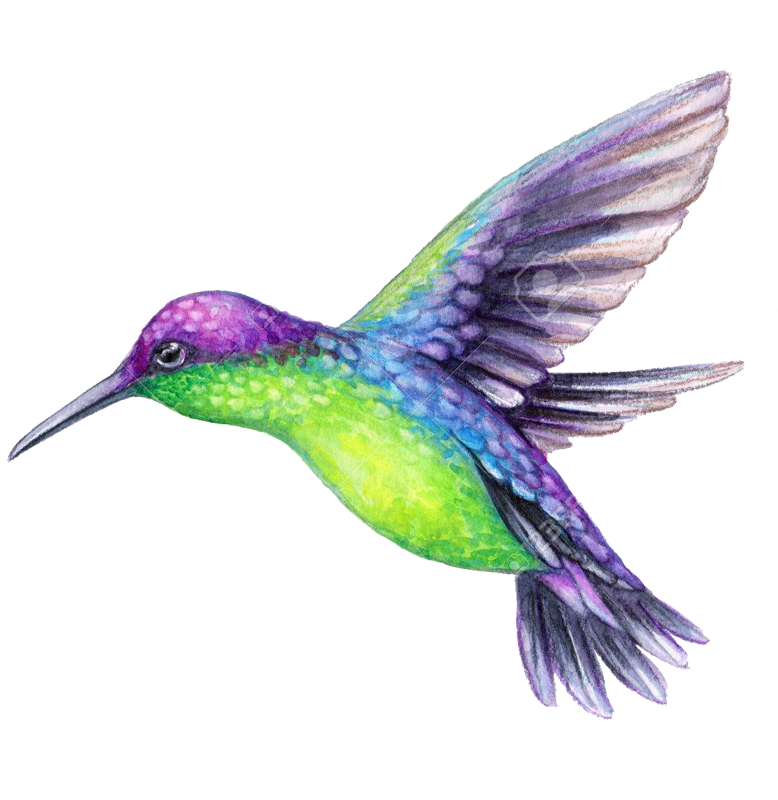 But I Didn't Have Enough Time To Get The Visual Effect - Hummingbird On A White Background (800x800), Png Download