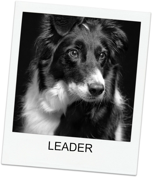 Border Collie Dog - Companion Dog (634x739), Png Download