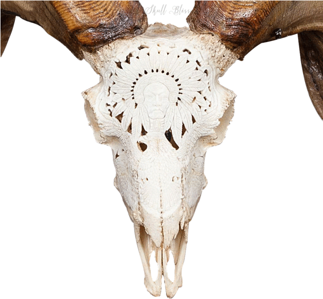 Carved Ram Skull - Ram Skull (645x645), Png Download