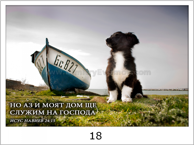 18-700x700 - Border Collie (700x700), Png Download